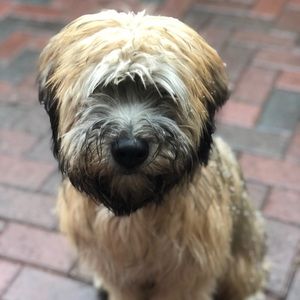 Meet your Posher, Teagan